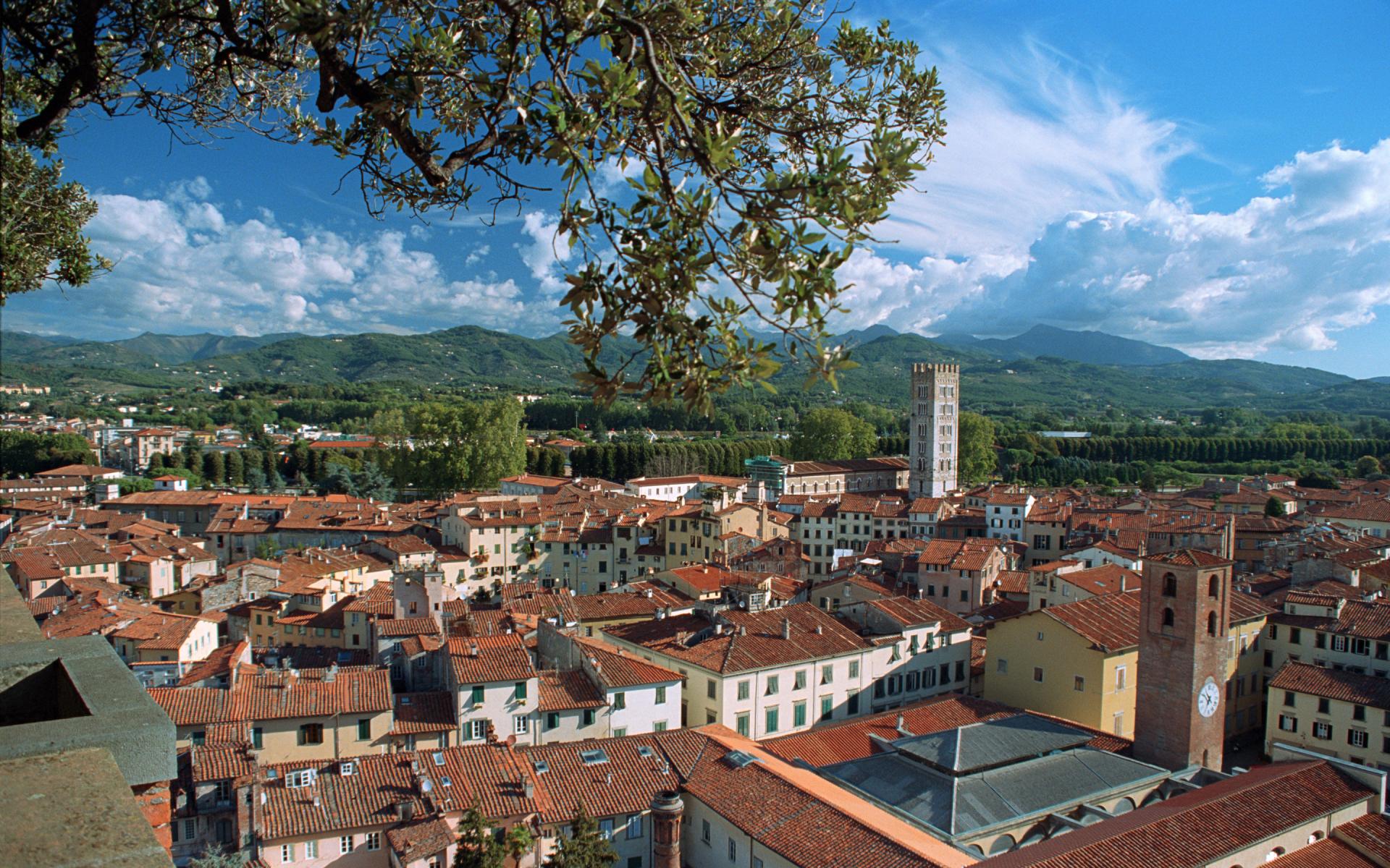 Lucca Rooftop And Olive Tree