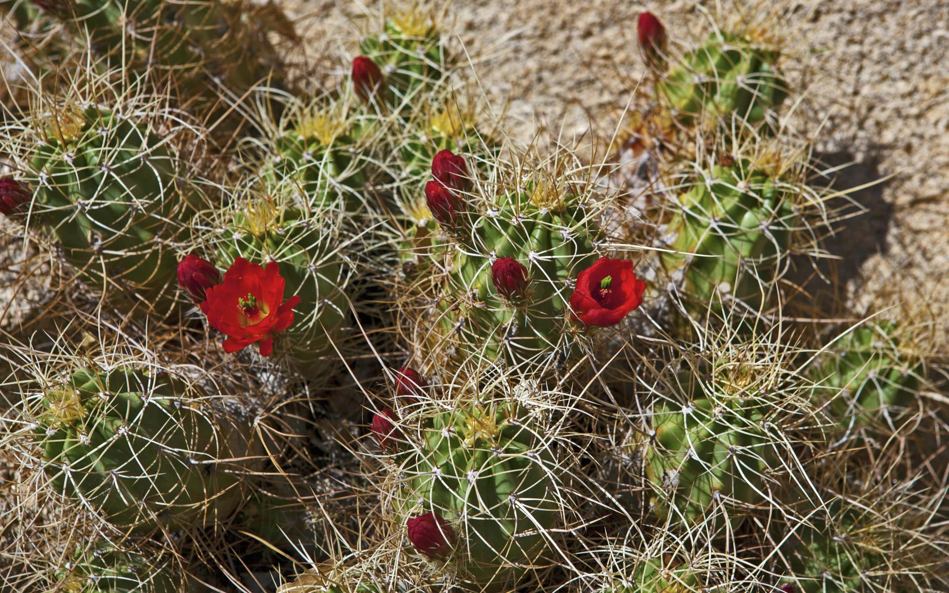 Joshua Tree Cactus