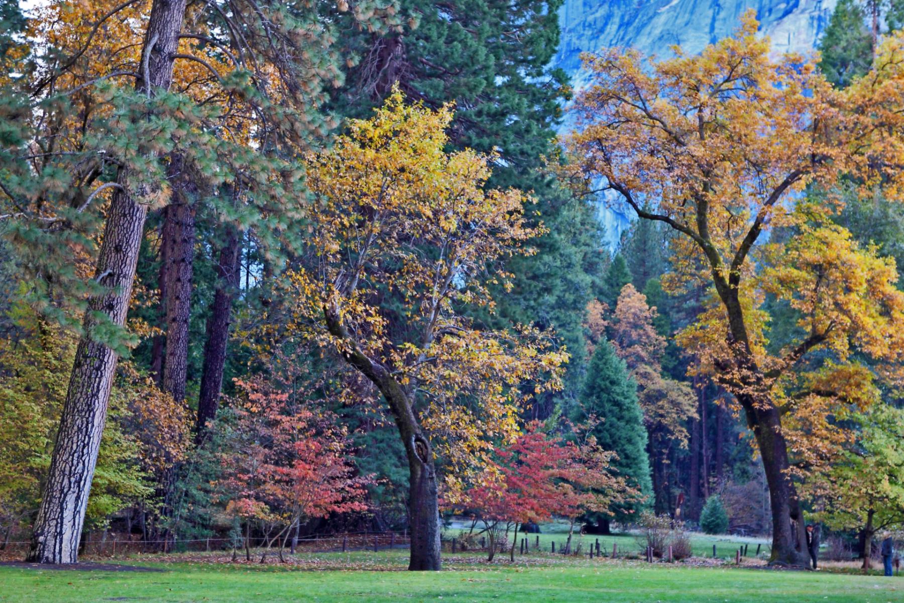 Yosemite Trees at the Ahwahnee