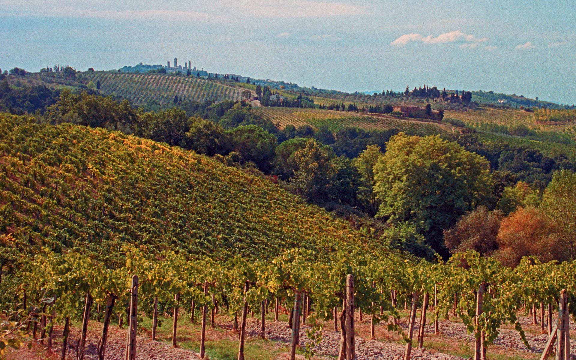 San Gimignano Background Vineyards Foreground