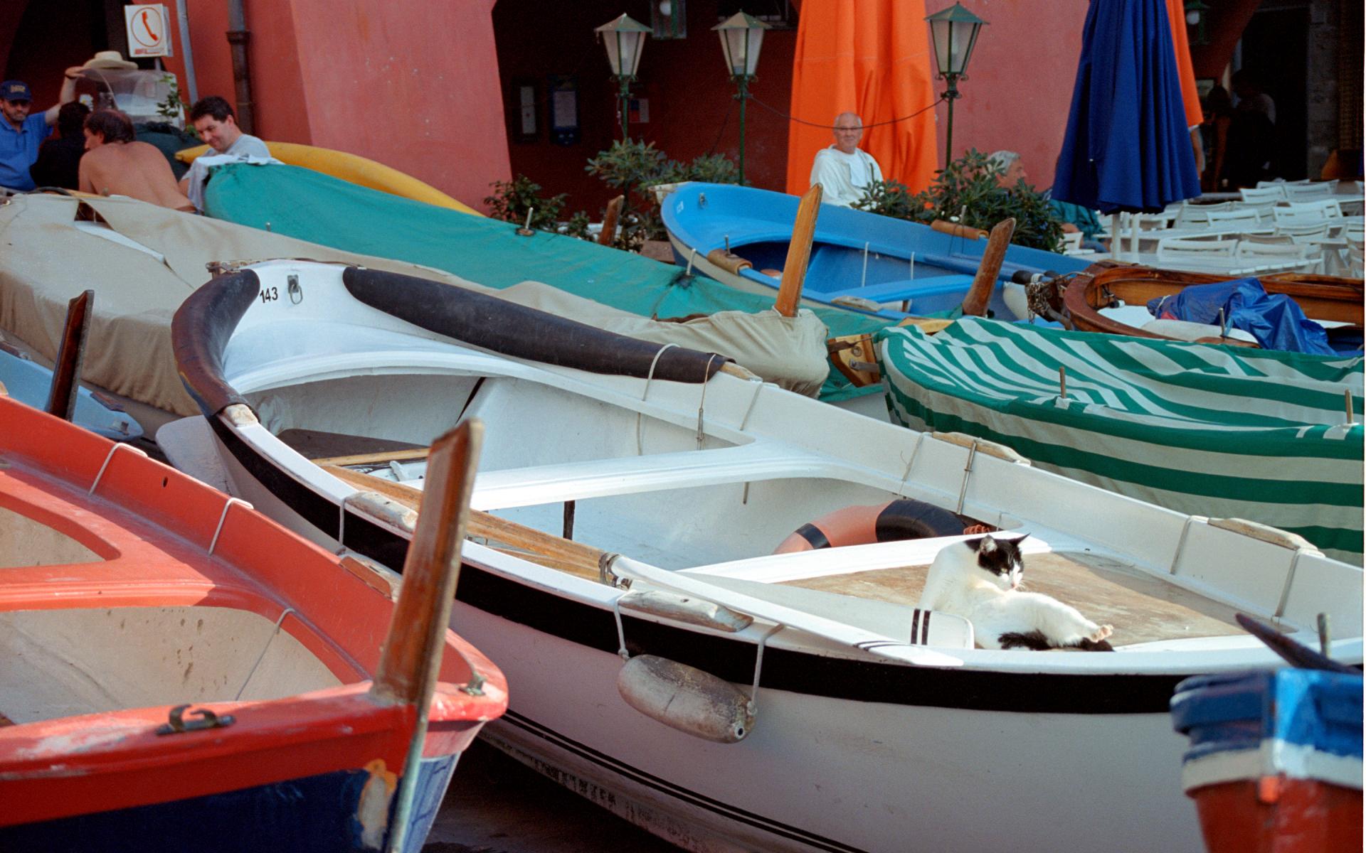 Cat in a Boat - Vernazza