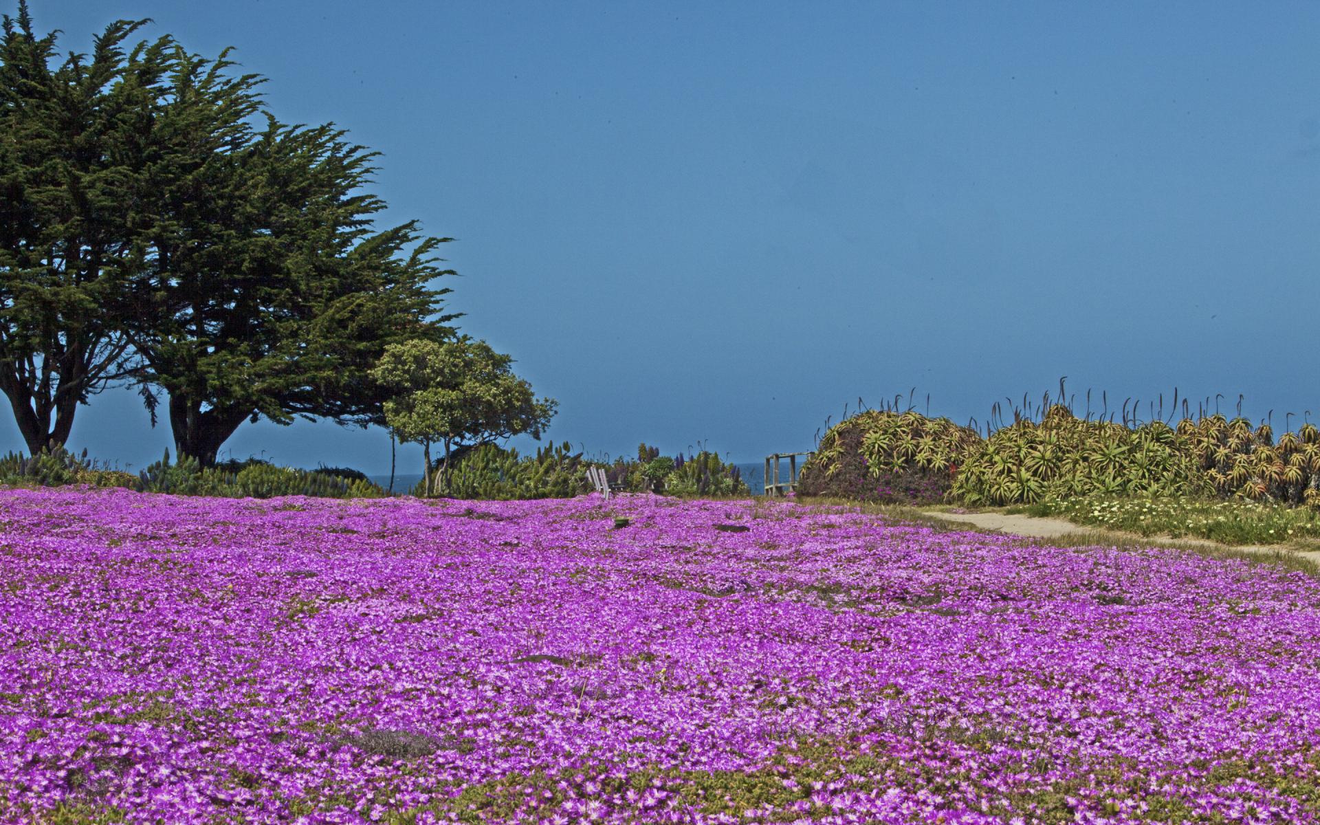 Pacific Grove Spring Bloom