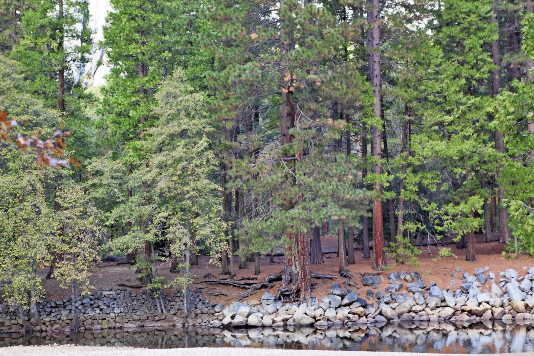 Merced River Bank Shot